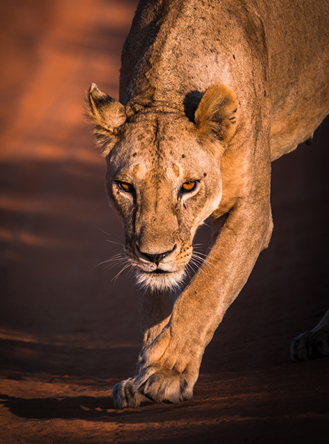 lion