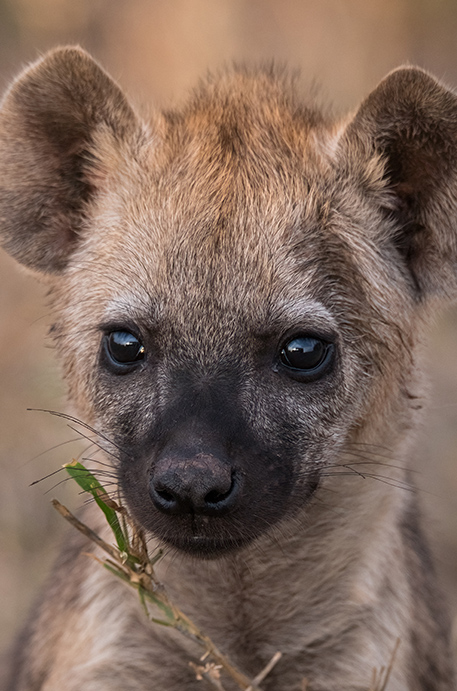 hyena